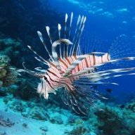 Lionfish